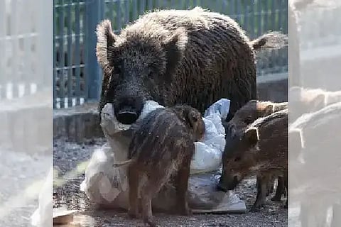 wild boar