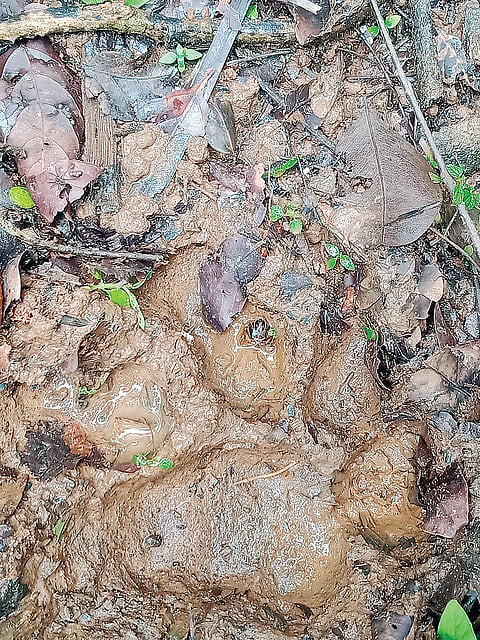 ಕಾಫಿ ತೋಟದಲ್ಲಿ ಹುಲಿ ಹೆಜ್ಜೆ ಪತ್ತೆ