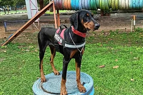 ವಿಜಯವಾಣಿ (61)