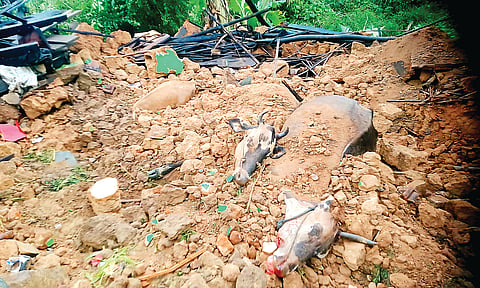 ಕೊಟ್ಟಿಗೆ ಕುಸಿದು ಮೂರು ಹಸುಗಳ ಸಾವು