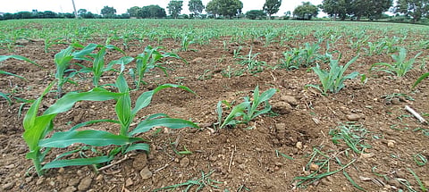rain fall down in koppal district farmers in trouble