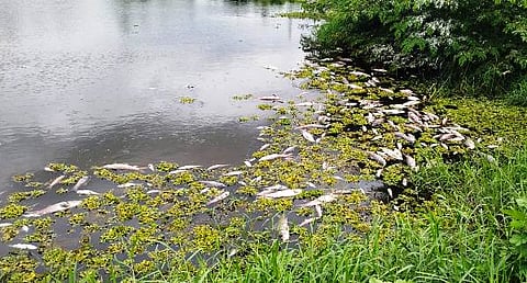 06-bidadi-5