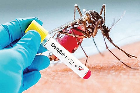 dengu