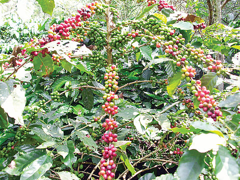 ಸಾರ್ವಕಾಲಿಕ ಗರಿಷ್ಠ ದರ ದಾಖಲು