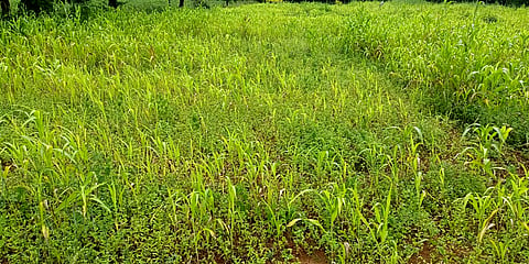 17d183d7-9431-41da-9d5f-a52b84fe854b