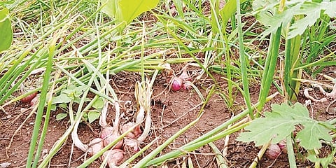 ಗುಂಡ್ಲುಪೇಟೆ ತಾಲೂಕಿನಲ್ಲಿ ಎಡೆಬಿಡದೆ ಸುರಿದ ಮಳೆಗೆ ಈರುಳ್ಳಿ ಬೆಳೆ ಕೊಳತಿರುವುದು.