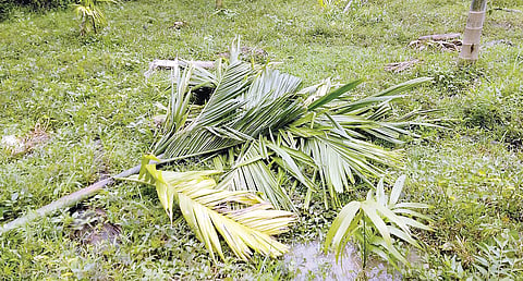 ಅಡಕೆ ಗಿಡ ಮುರಿದು ನಾಶ