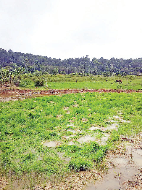 ಕಾಡಾನೆಗಳಿಂದ ಸಸಿ ಮಡಿ ನಾಶ
