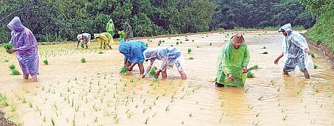 ಸಸಿ ನಾಟಿ ಮಾಡುವ ಮೂಲಕ ಸಂಭ್ರಮ
