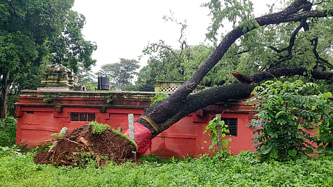 ಜವೇನಹಳ್ಳಿ ಮಠದ ಕಟ್ಟಡದ ಮೇಲೆ ಬಿದ್ದ ಮರ