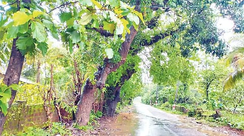 25KWR1- tree road
