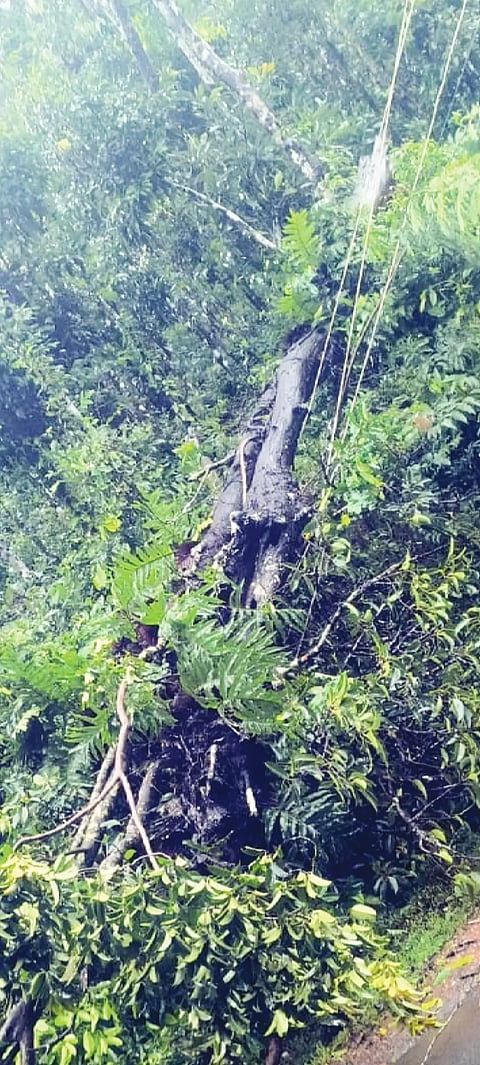 26 SRS 7- siddapur Rain