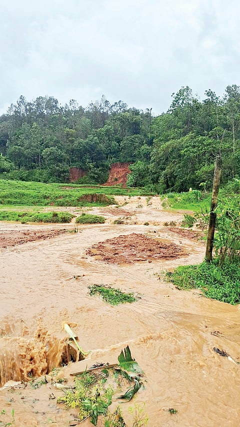ಅಲ್ಲಲ್ಲಿ ಧರೆಗುರುಳಿದ ಮರಗಳು