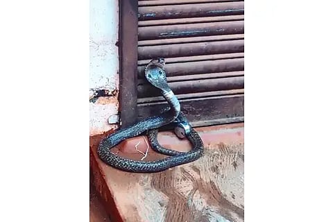 BKL Snake