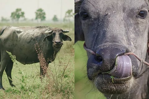 Buffalo