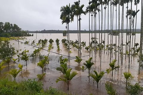 Coconut plantation flooded in soraba