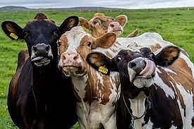 Cow Farm