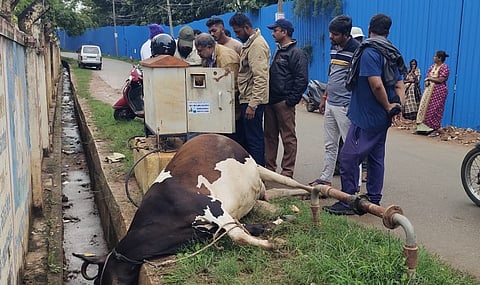 Cow dies due to electrocution