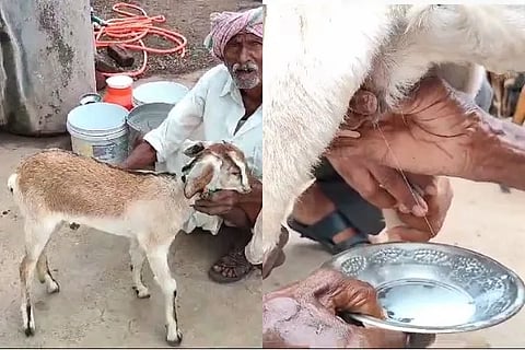 Goat Milk