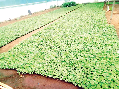 ಕೃಷಿಯಲ್ಲಿ ಖುಷಿ ಕಂಡ ಸಾಧಕಿ