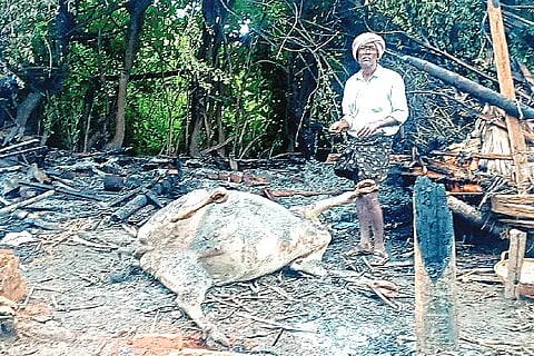 Hunsaghatta, cow shed, fire,