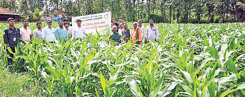 ಸೈನಿಕ ಹುಳು ಹತೋಟಿ ಕ್ರಮಗಳ ಬಗ್ಗೆ ಜಾಗೃತಿ