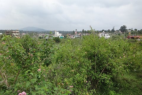 Increased land conversion in Kodagu