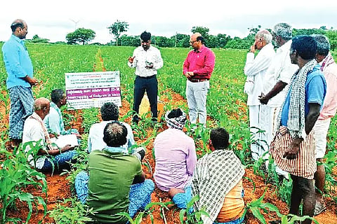 Jagaluru, Laddihulu, control, lure,