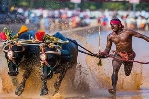 Kambala