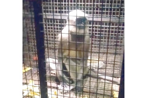 Kampli Monkey