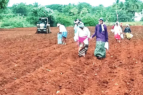 Mayakonda, Maize, Sow, Start,