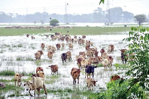 Monsoon