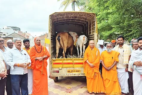 Mother position for cows in India