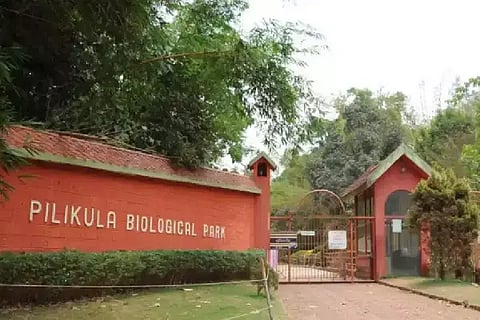 Pilikula