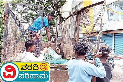 Raichur Dog Capture