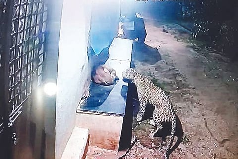 Sandru Leopard