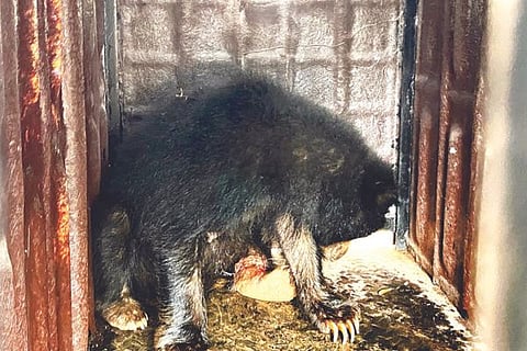 Sandur Bear