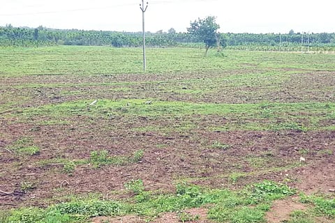 Setback for paddy planting activity