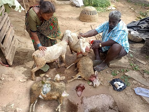 Sheep Death Mandya