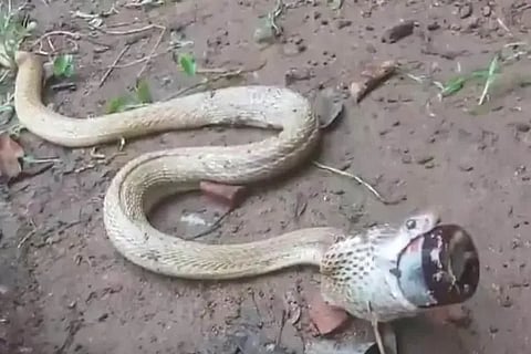 Snake