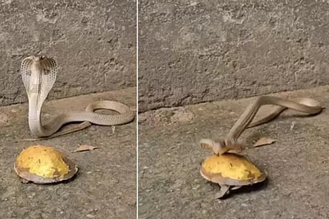 Snake Attempt To Bite