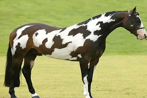 Spot the Horse 1