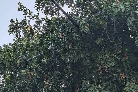 Spot the parrots 1