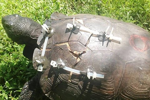 Tortise