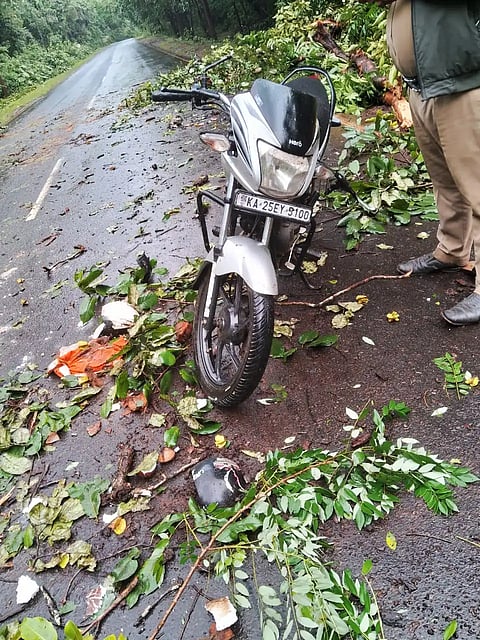 Tree fall on