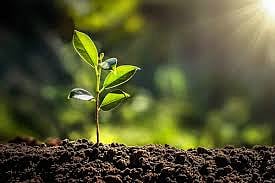 Tree planting