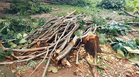 UDP-2-11A-TreeCutting