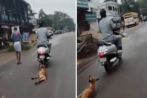 Udupi Dog