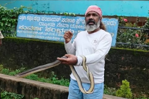 Ull_King cobra in school