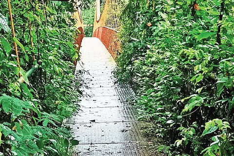 bridge 3